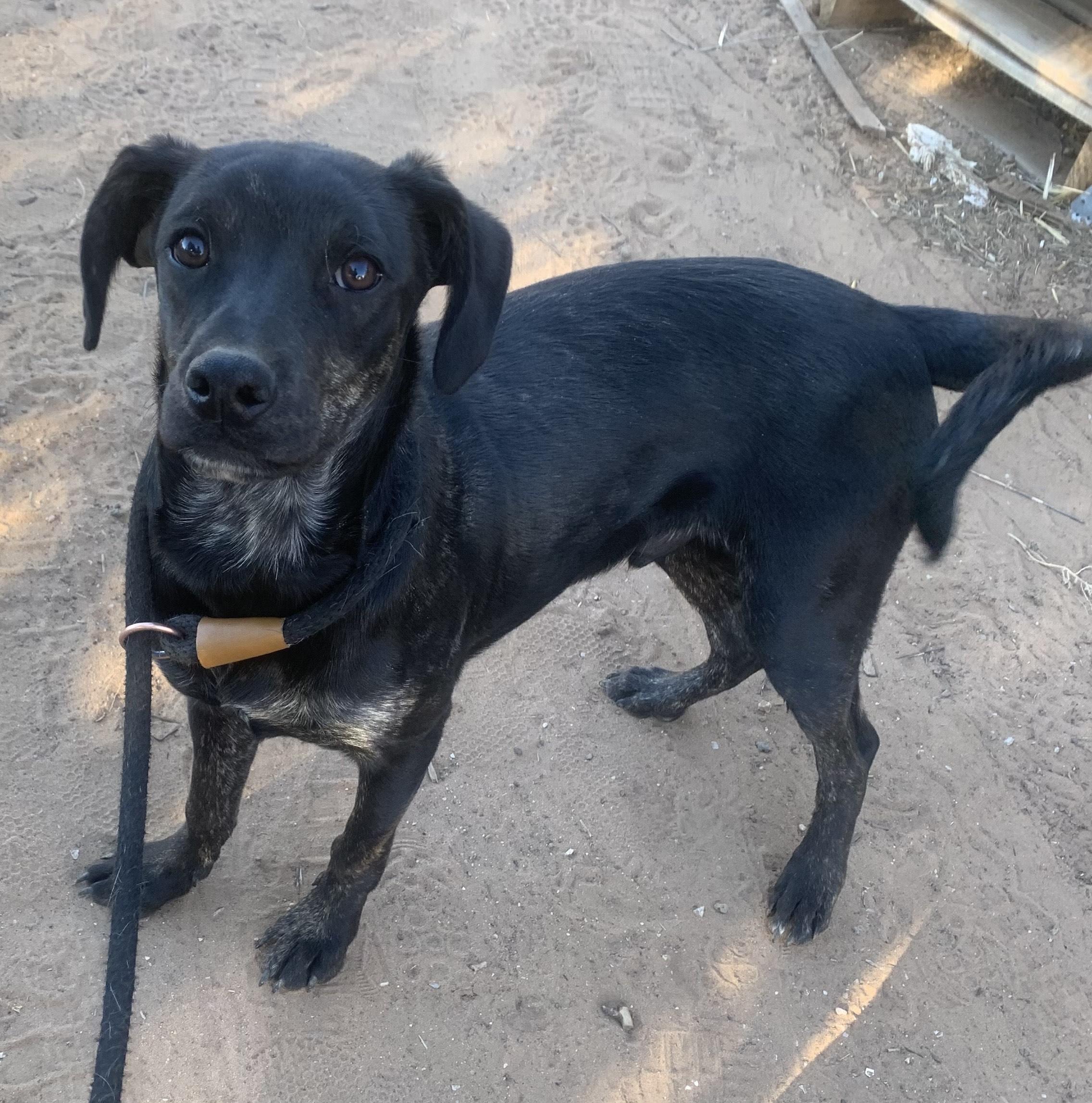 Enlarge Darth, a Adoptable mixed breed in Flagstaff, AZ image 1/4