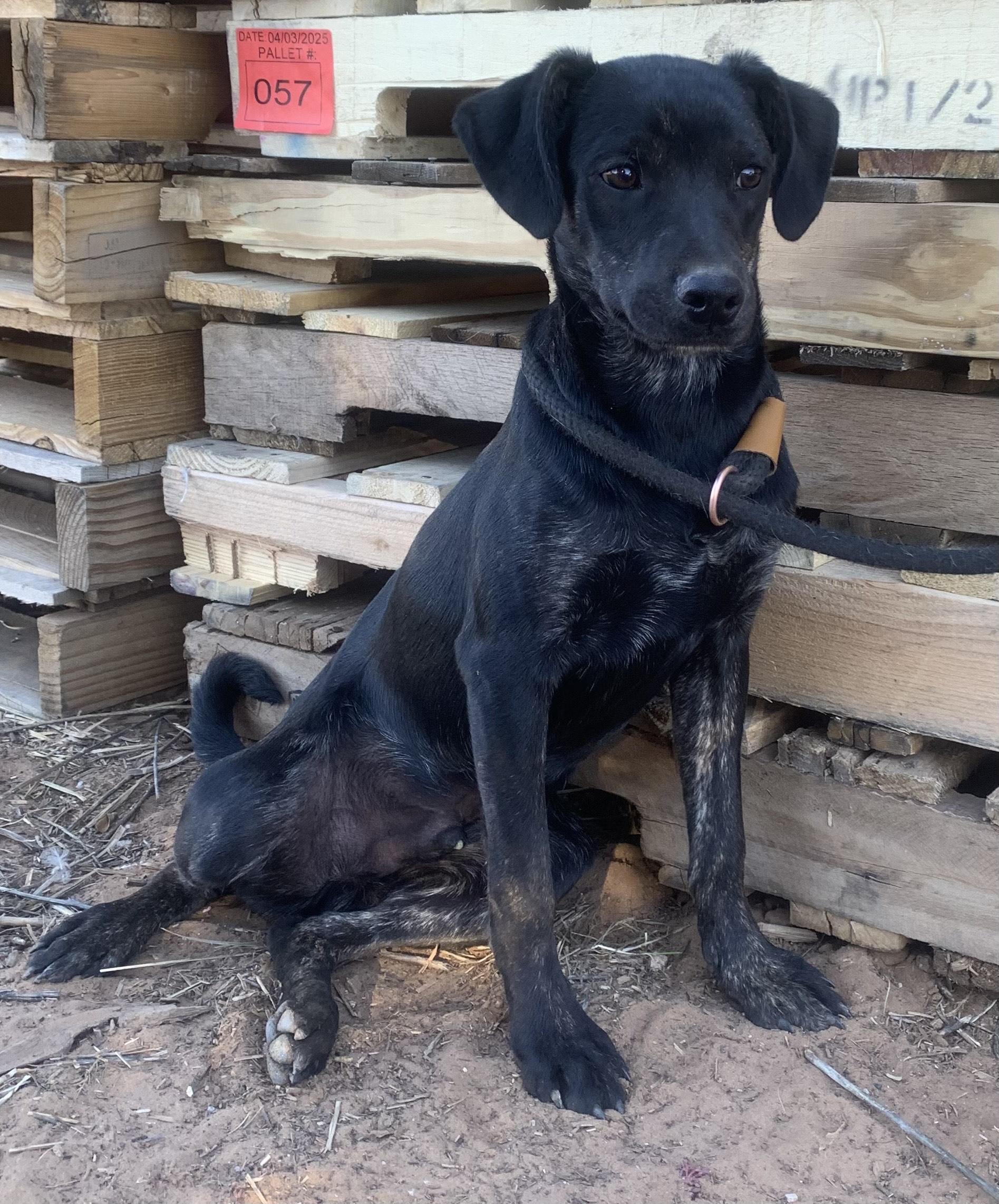 Darth, Adoptable, Puppy Male Terrier & Chihuahua.