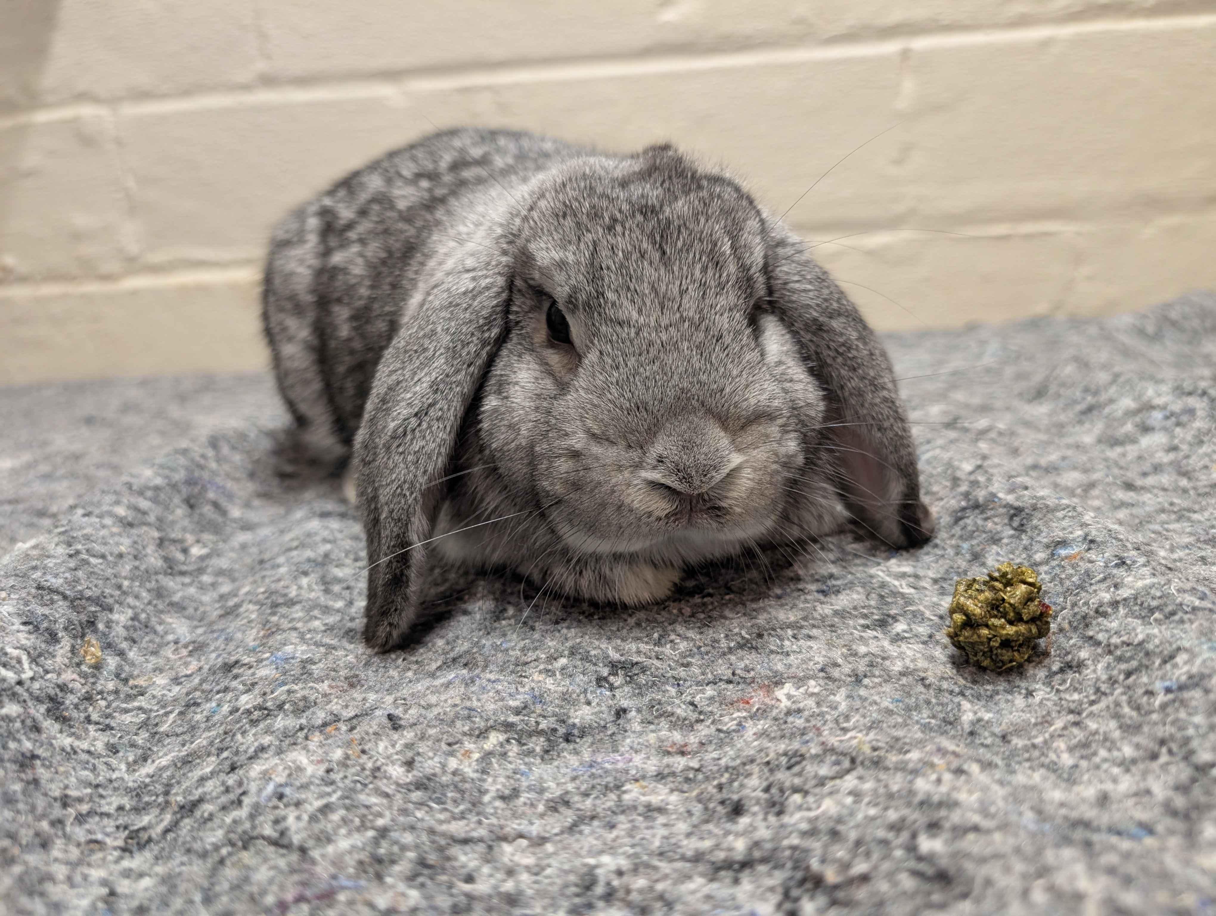 Lemongrass, ADOPTABLE, Young Female Holland Lop.