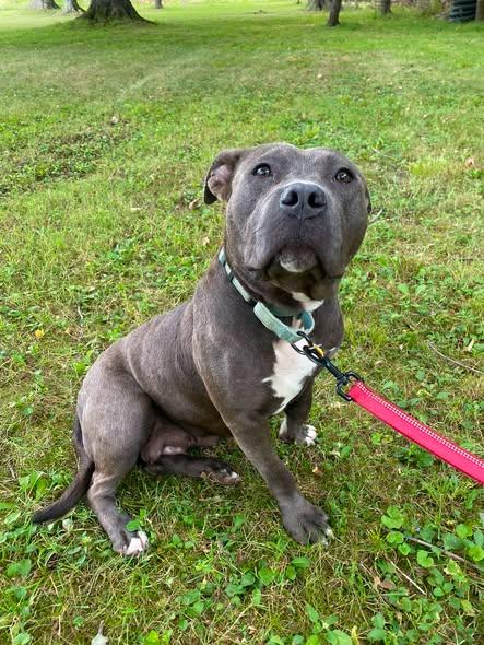Pumpkin, ADOPTABLE, Young Female American Staffordshire Terrier.