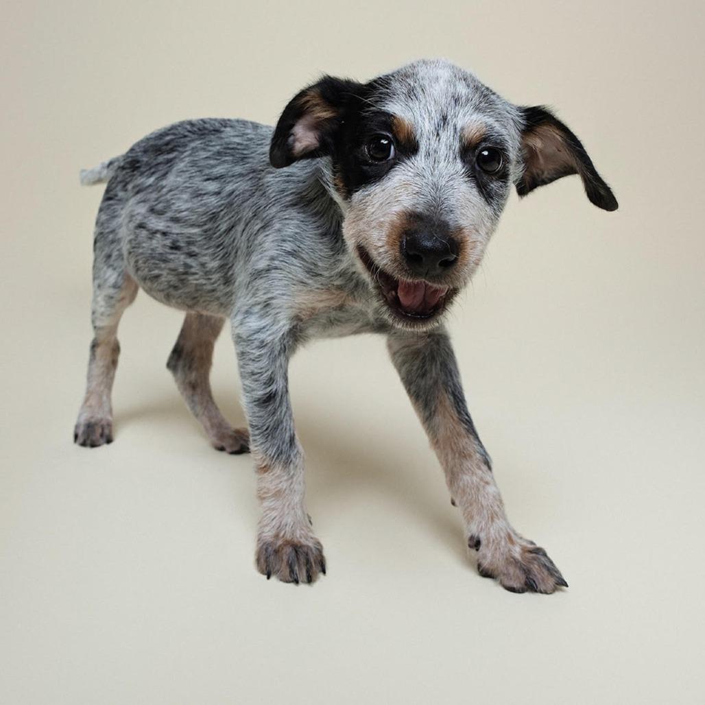 Enlarge Lex, a Adoptable mixed breed in Houston, TX image 1/4