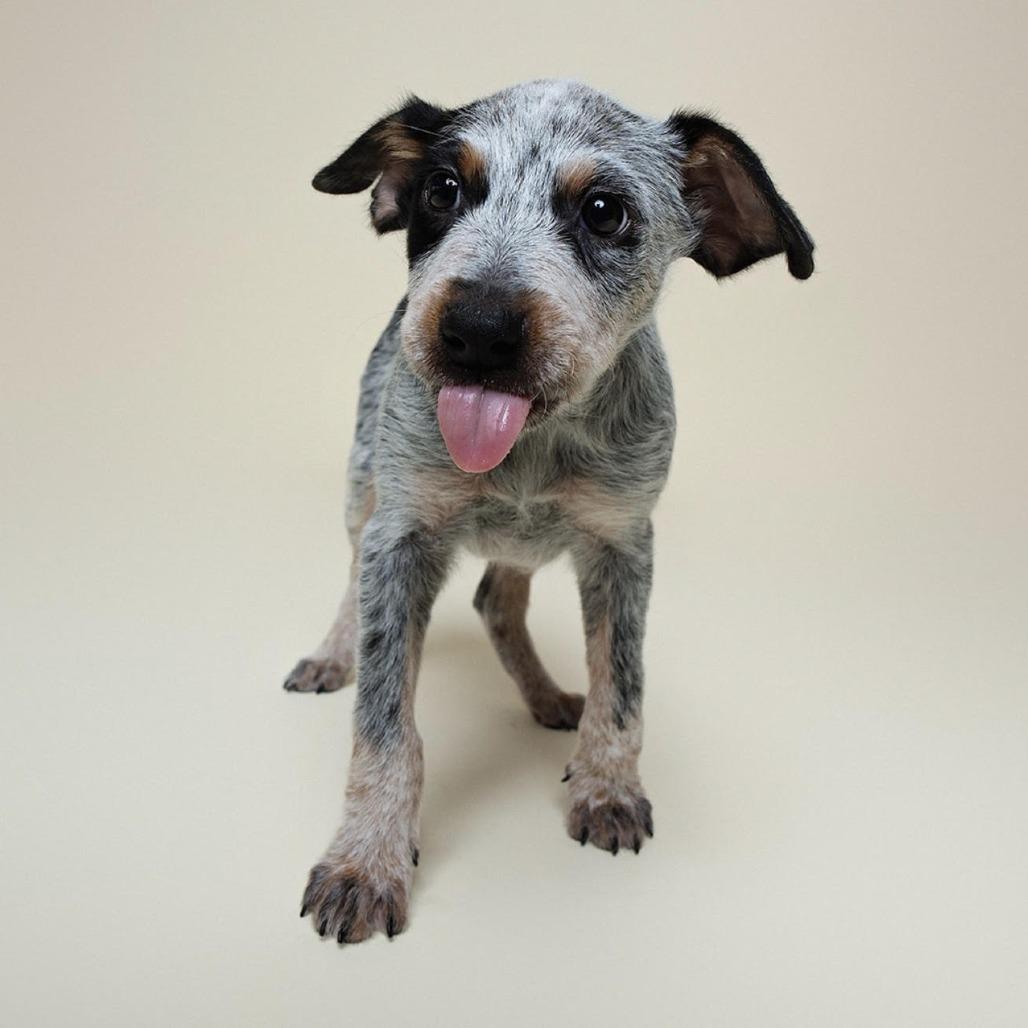 Enlarge Lex, a Adoptable mixed breed in Houston, TX image 2/4