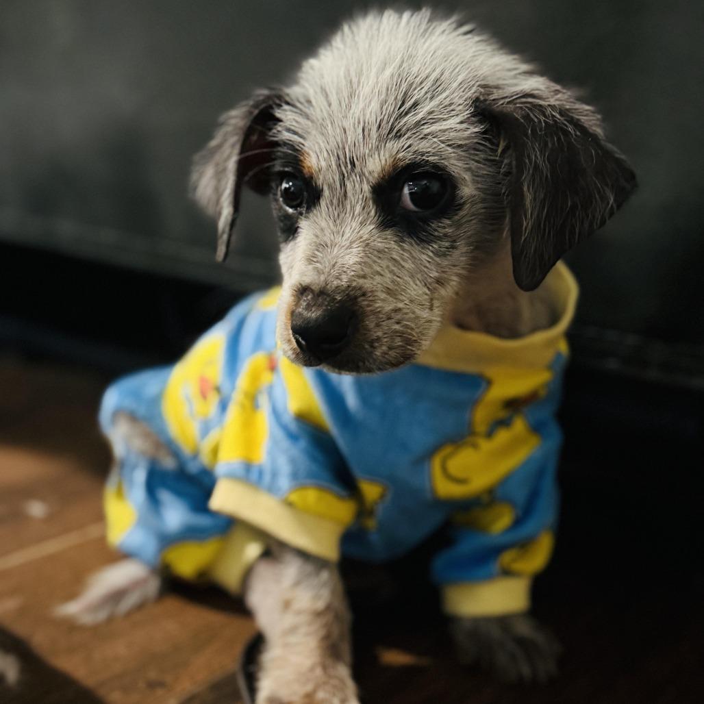 Enlarge Lex, a Adoptable mixed breed in Houston, TX image 4/4