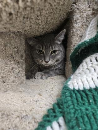 Konrad OF49, Adoptable, Adult Male Domestic Medium Hair & Domestic Short Hair.