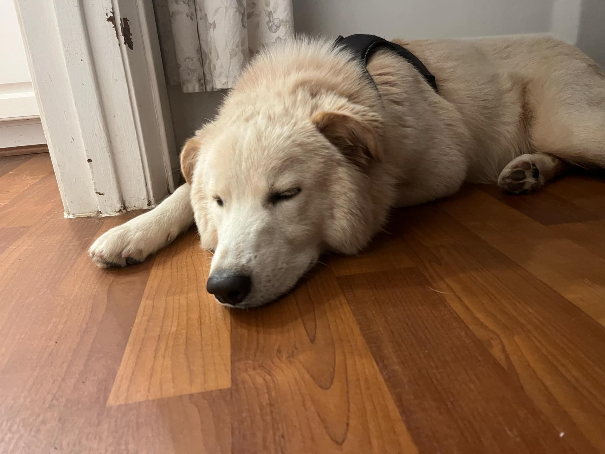 Buster, an adopted mixed breed in Humble, TX image 5/6