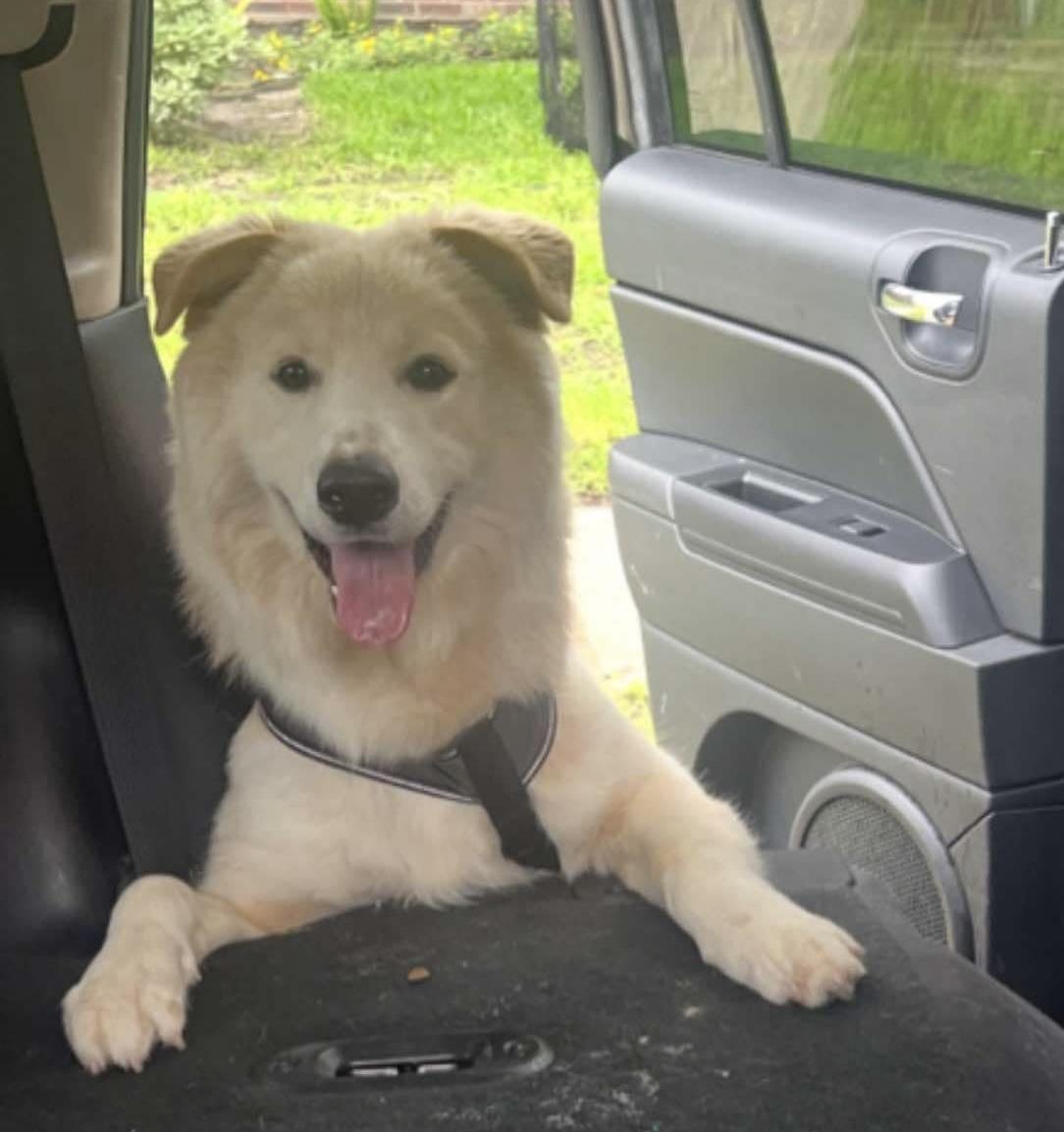 Buster, an adopted mixed breed in Humble, TX image 6/6