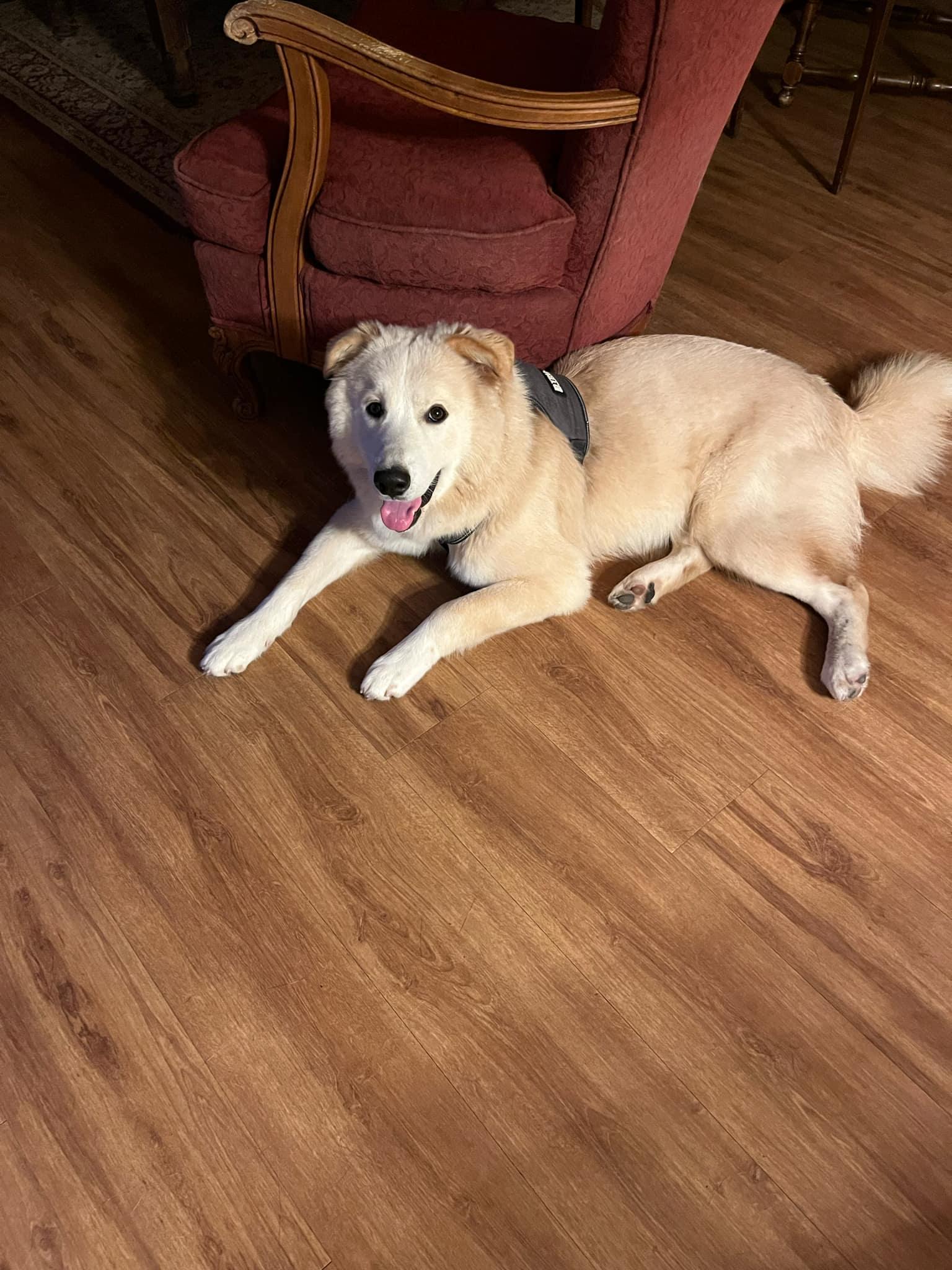 Buster, an adopted mixed breed in Humble, TX image 2/6