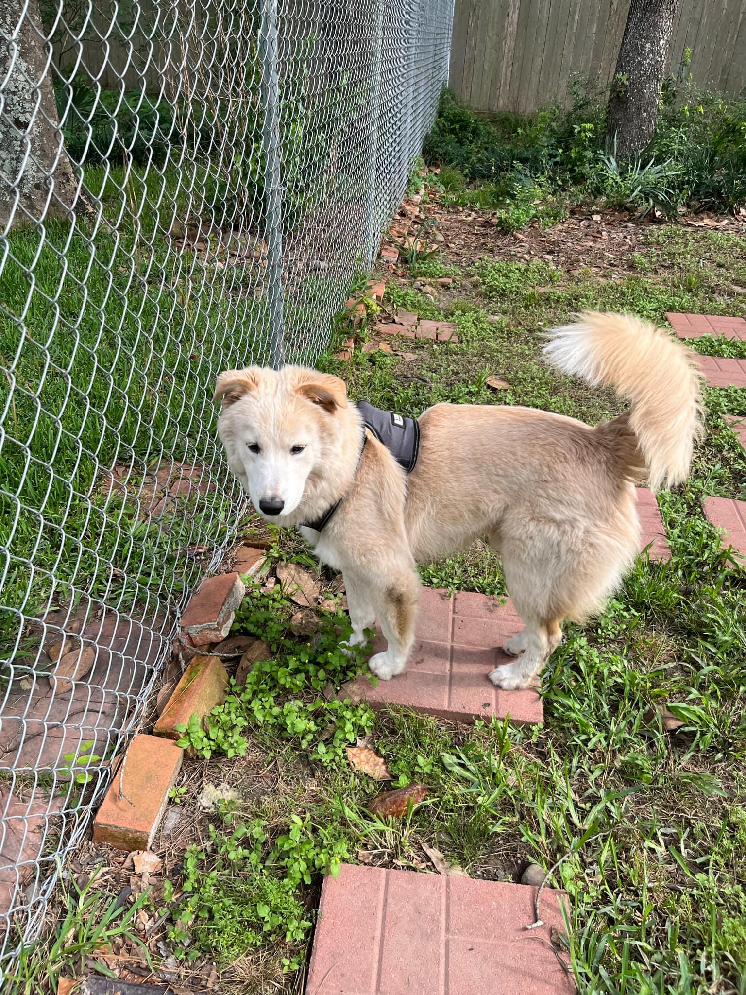 Buster, an adopted mixed breed in Humble, TX image 4/6