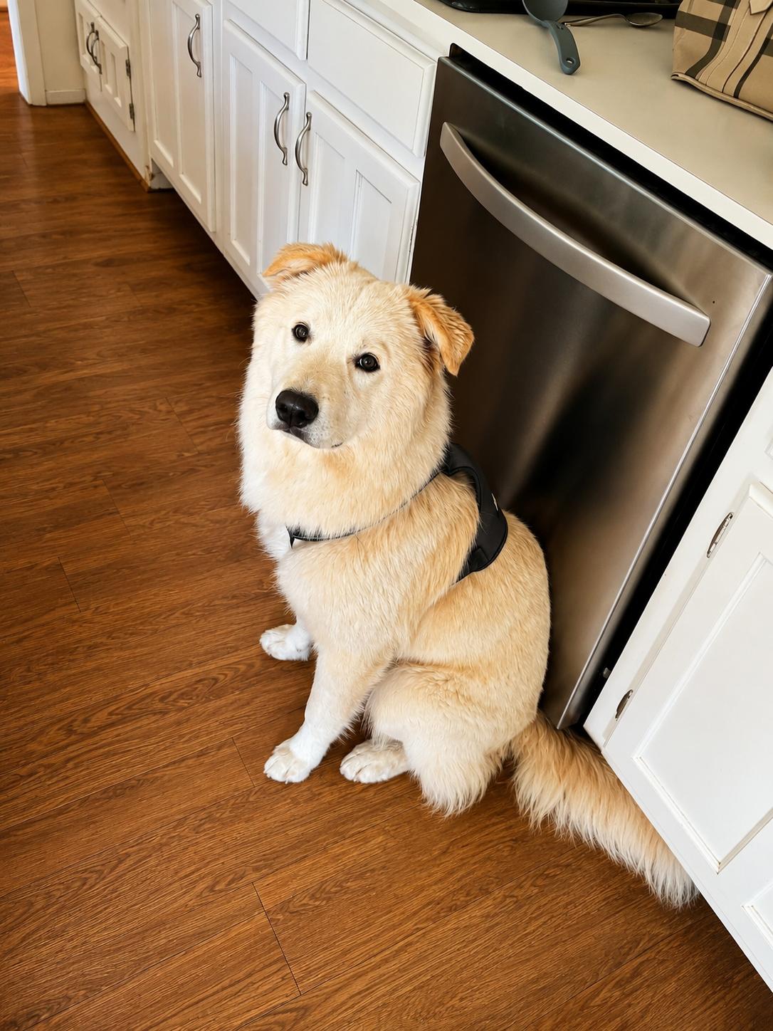Buster, an adopted mixed breed in Humble, TX image 1/6