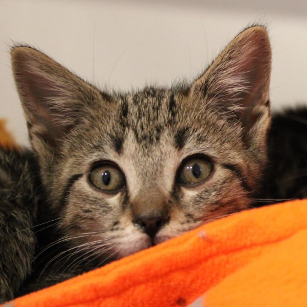 Perogie, Adoptable, Adult Female Domestic Short Hair.