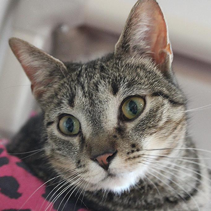 Perogie, a Adoptable Domestic Short Hair in Defiance, OH image 2/6