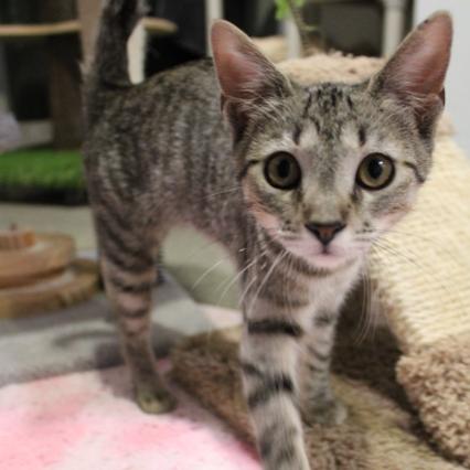 Perogie, a Adoptable Domestic Short Hair in Defiance, OH image 3/6