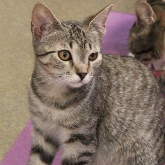 Perogie, a Adoptable Domestic Short Hair in Defiance, OH image 4/6