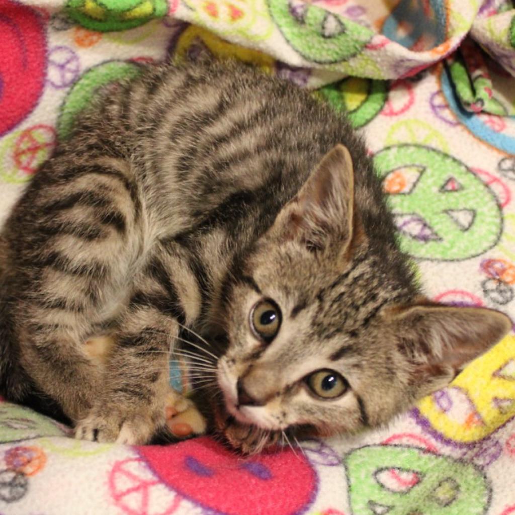 Perogie, a Adoptable Domestic Short Hair in Defiance, OH image 5/6