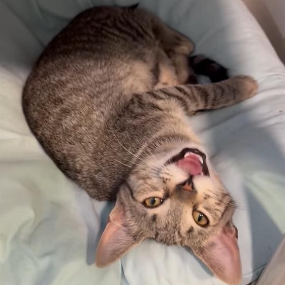 Perogie, a Adoptable Domestic Short Hair in Defiance, OH image 6/6