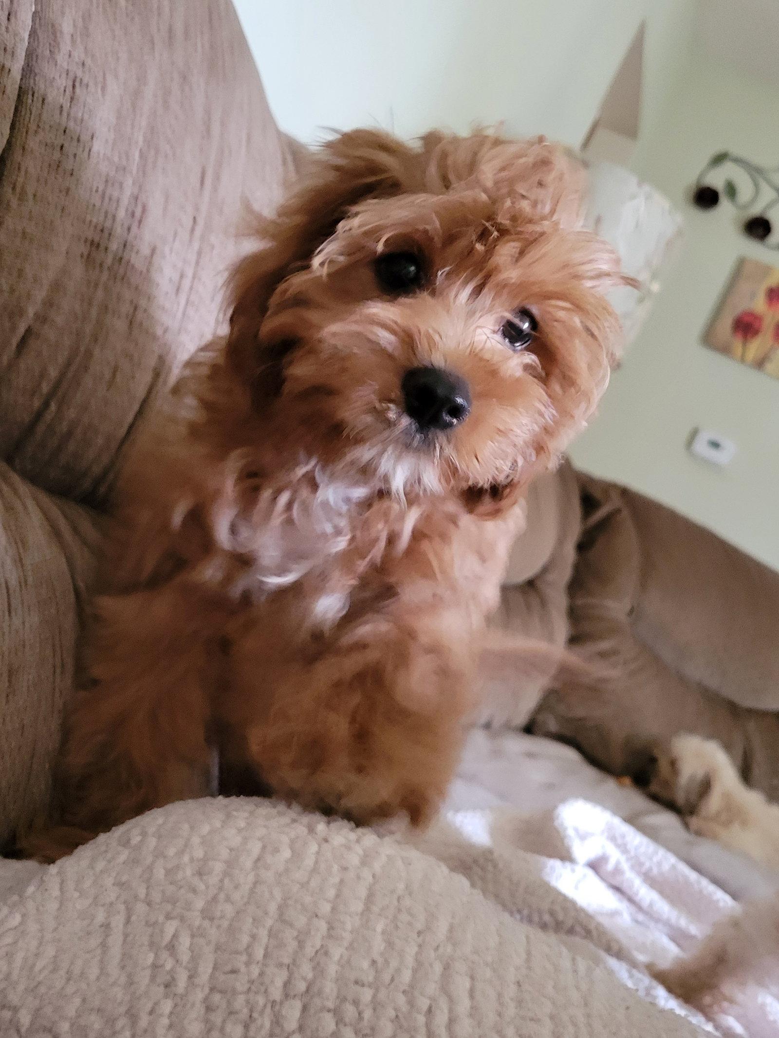 Finley - ARR, Adopted, Puppy Male Cavalier King Charles Spaniel & Poodle.