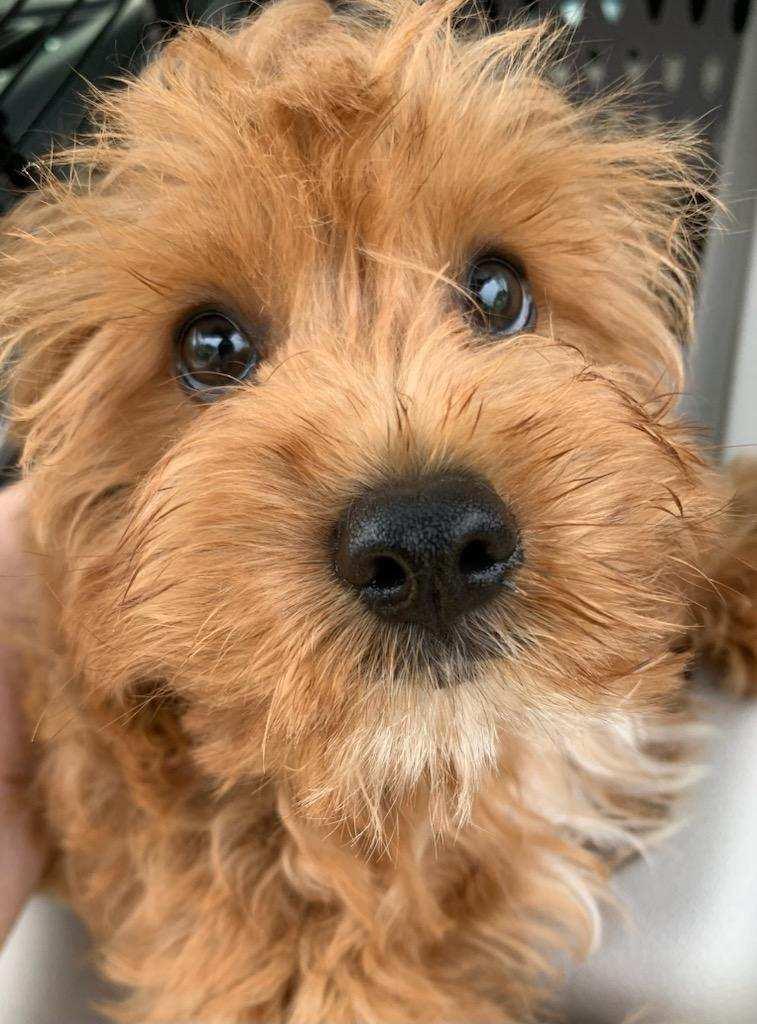 Enlarge Finley - ARR, a Adopted mixed breed in Pataskala, OH image 2/3