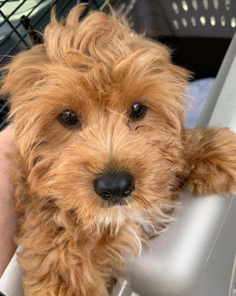 Enlarge Finley - ARR, a Adopted mixed breed in Pataskala, OH image 3/3