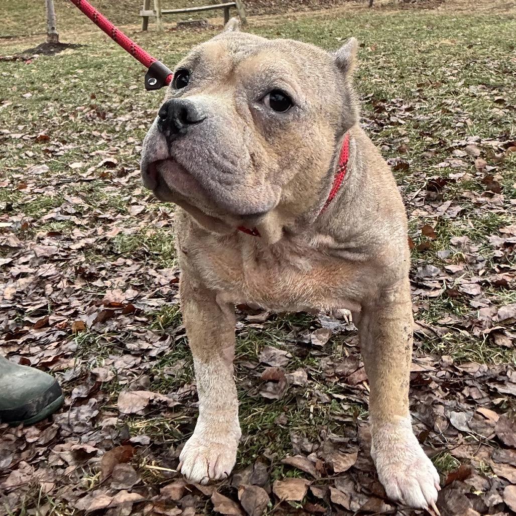 Enlarge Tabitha ~ Coming Soon!!!, a Adoptable Pit Bull Terrier in Chicago, IL image 1/1