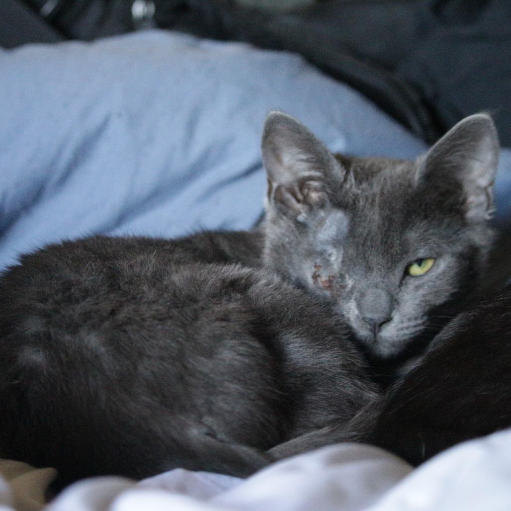 Enlarge Smokey, a Adoptable Domestic Short Hair in Othello, WA image 1/1