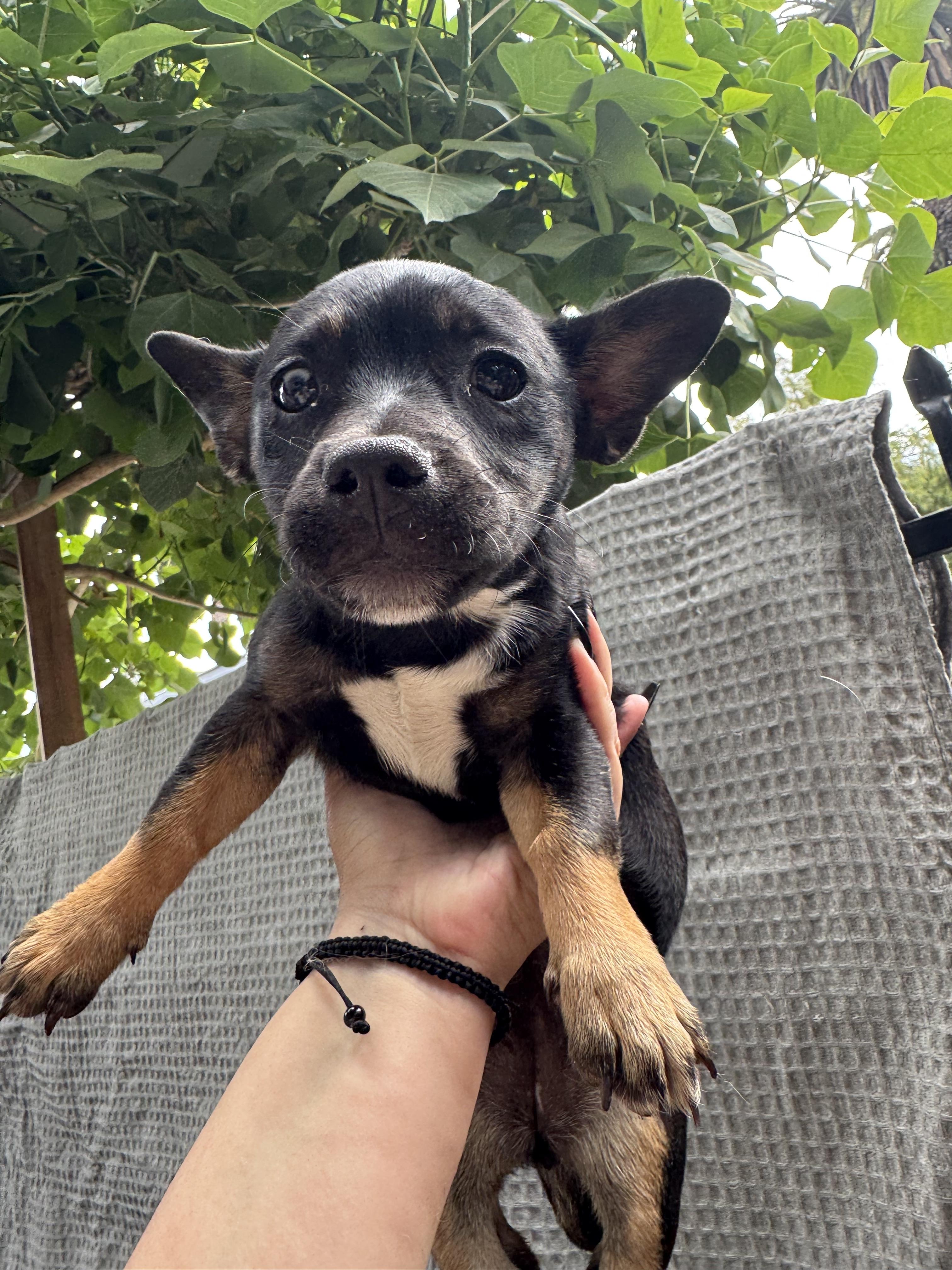 Midnite, a ADOPTABLE mixed breed in Los Angeles, CA image 2/2