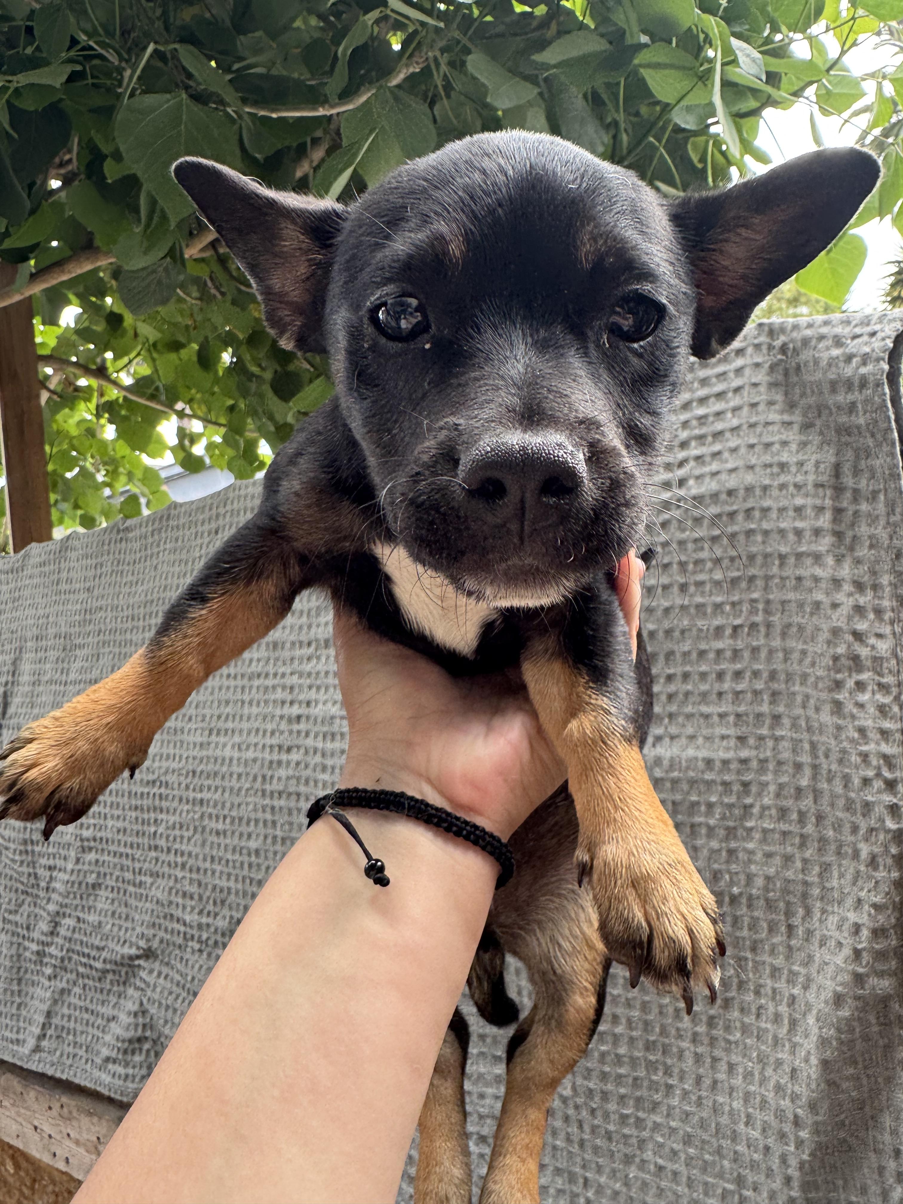 Midnite, ADOPTABLE, Puppy Female Dachshund & Chihuahua.