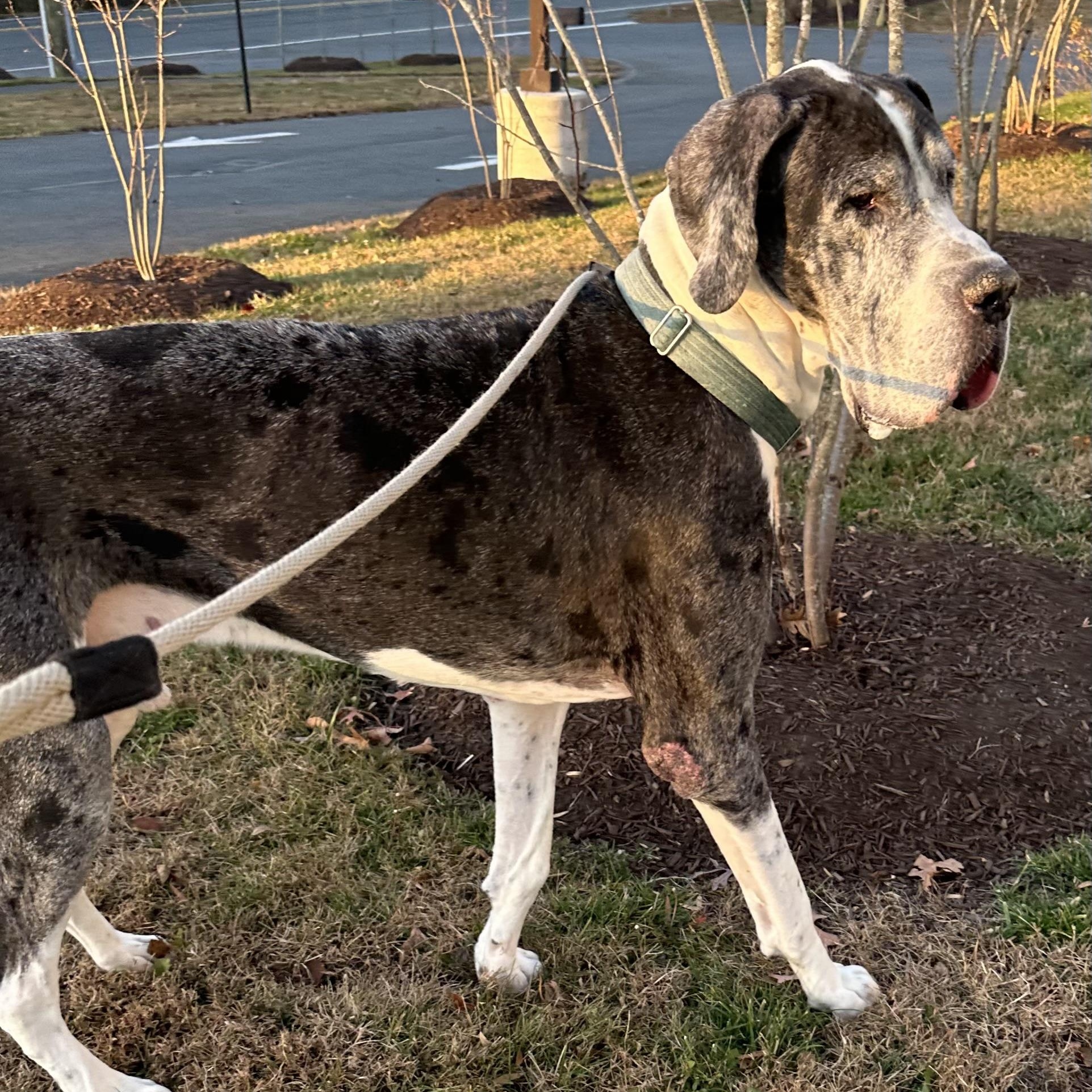 Pharoah (ID 49057/3723)