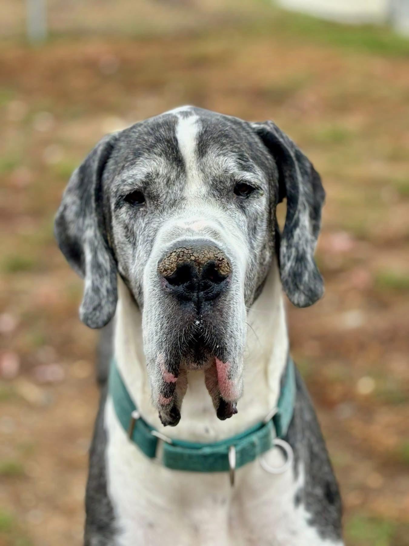 Pharoah (ID 49057/3723)