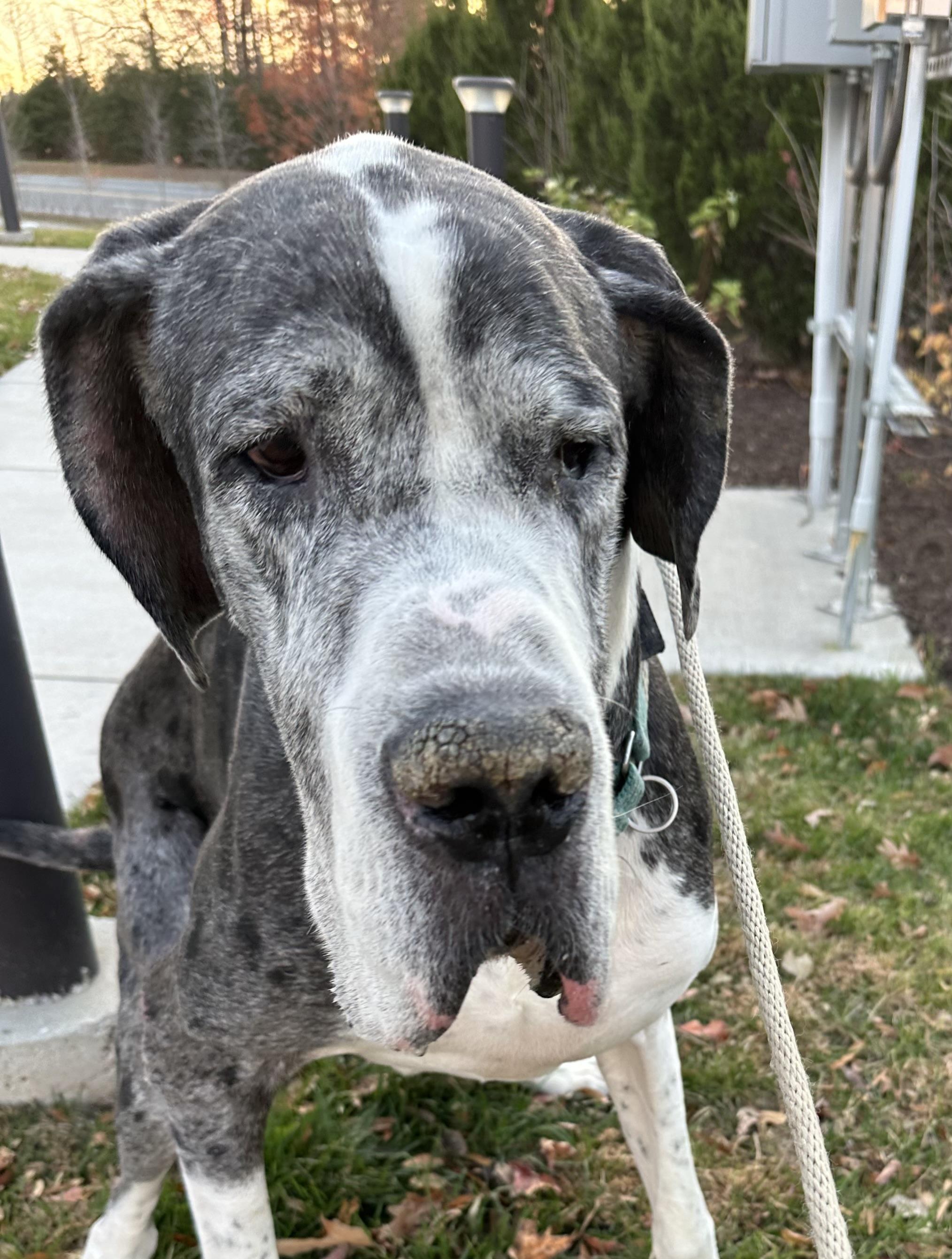 Pharoah (ID 49057/3723)