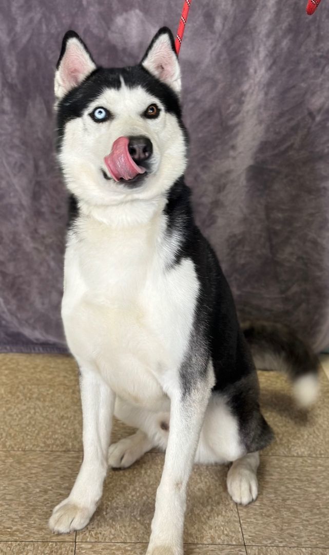 Hank, Adoptable, Young Male Husky.