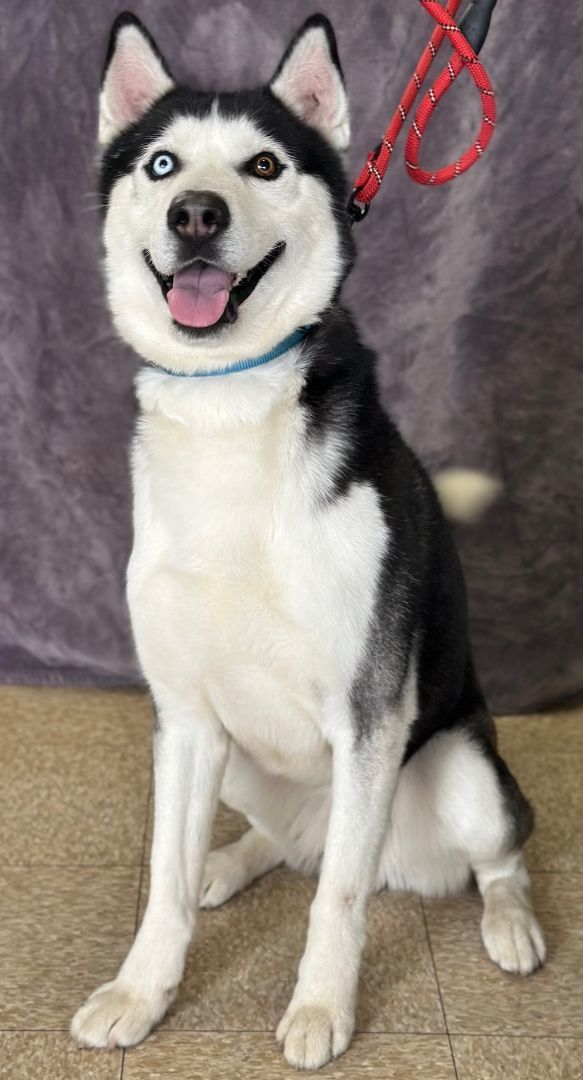 Hank, a Adoptable Husky in Lodi, CA image 2/5
