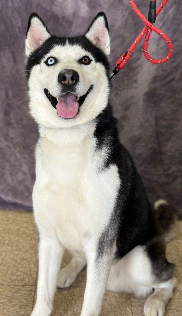 Hank, a Adoptable Husky in Lodi, CA image 3/5