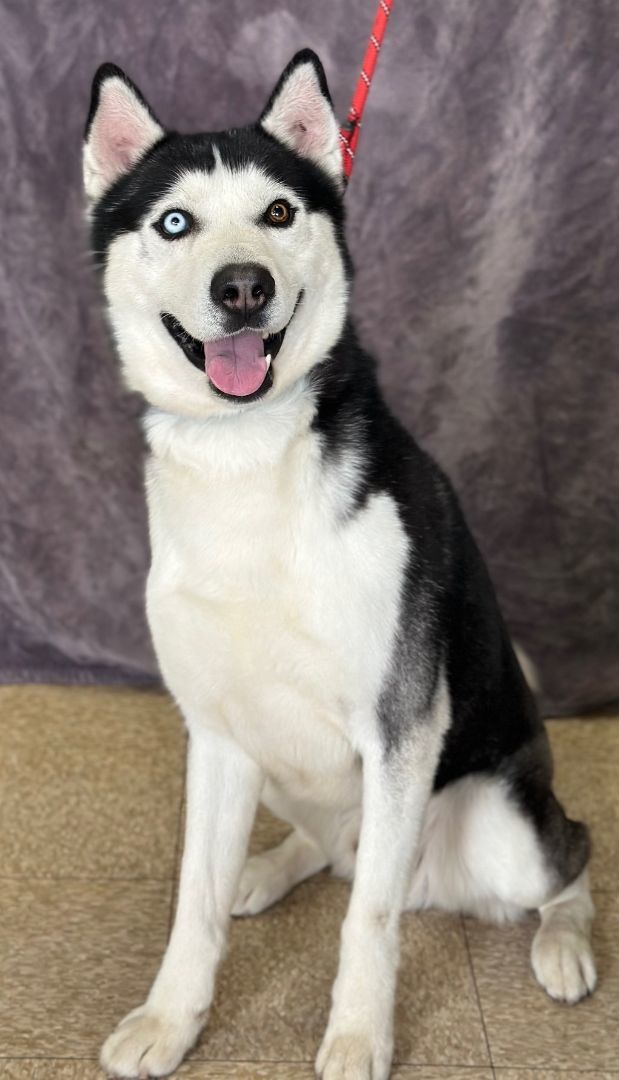 Hank, a Adoptable Husky in Lodi, CA image 4/5