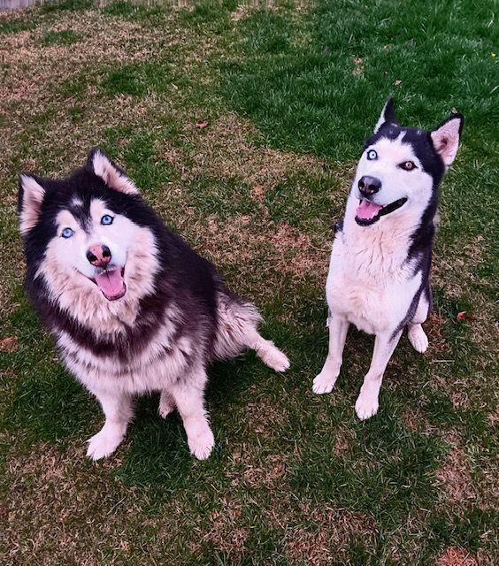 Hank, a Adoptable Husky in Lodi, CA image 5/5