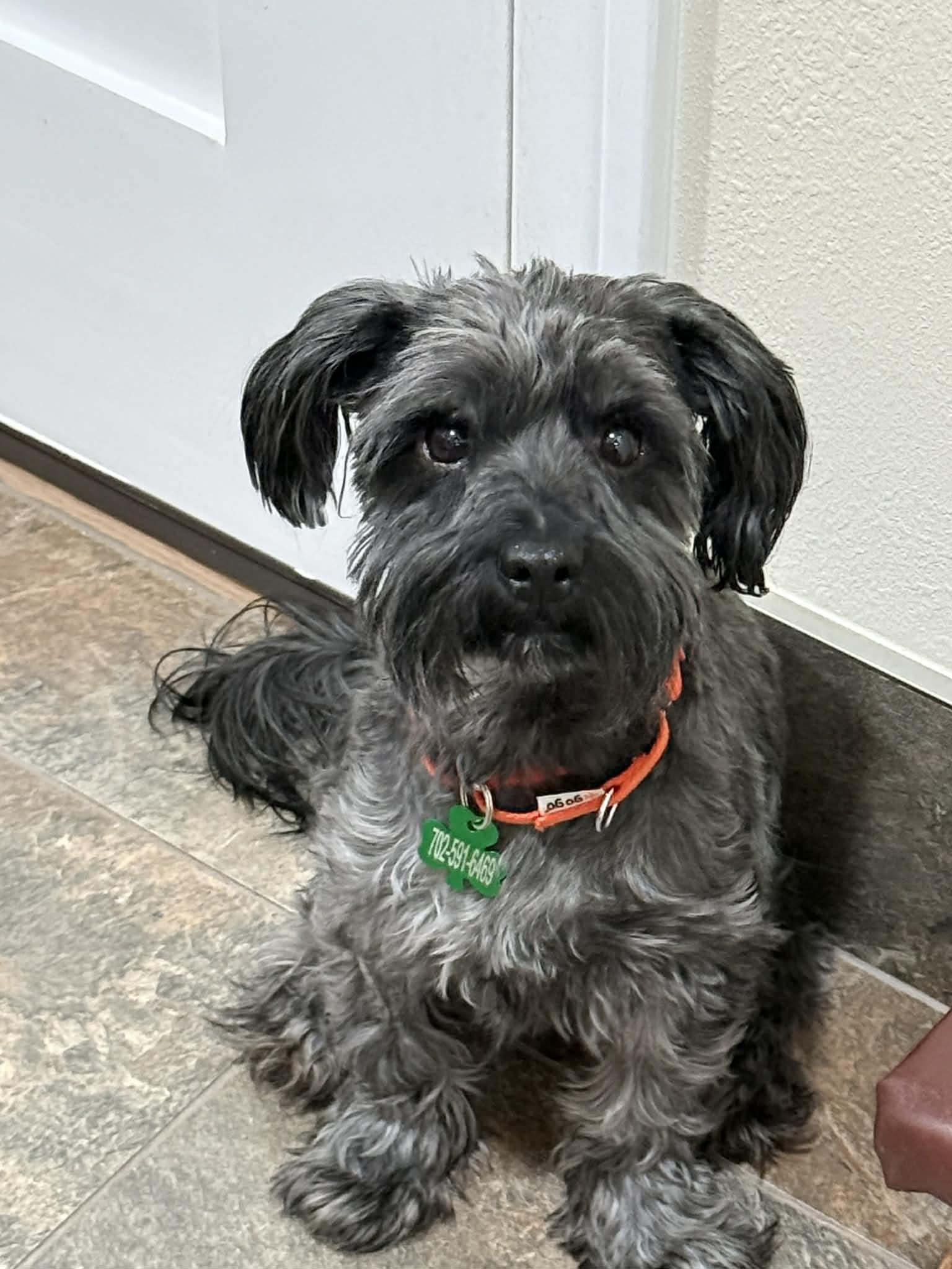 Boomer, an adopted mixed breed in Las Vegas, NV image 1/2