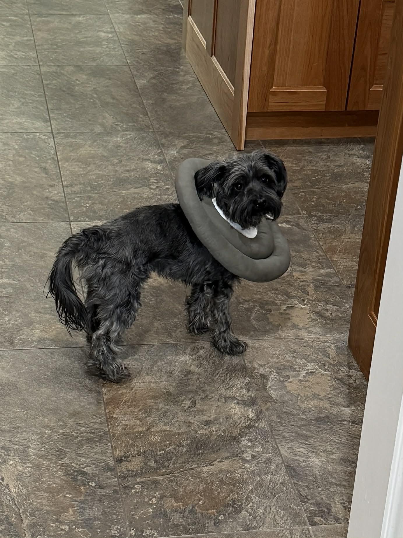 Boomer, an adopted mixed breed in Las Vegas, NV image 2/2