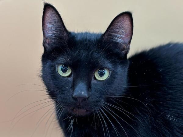 Lady, Adoptable, Adult Female Domestic Short Hair.