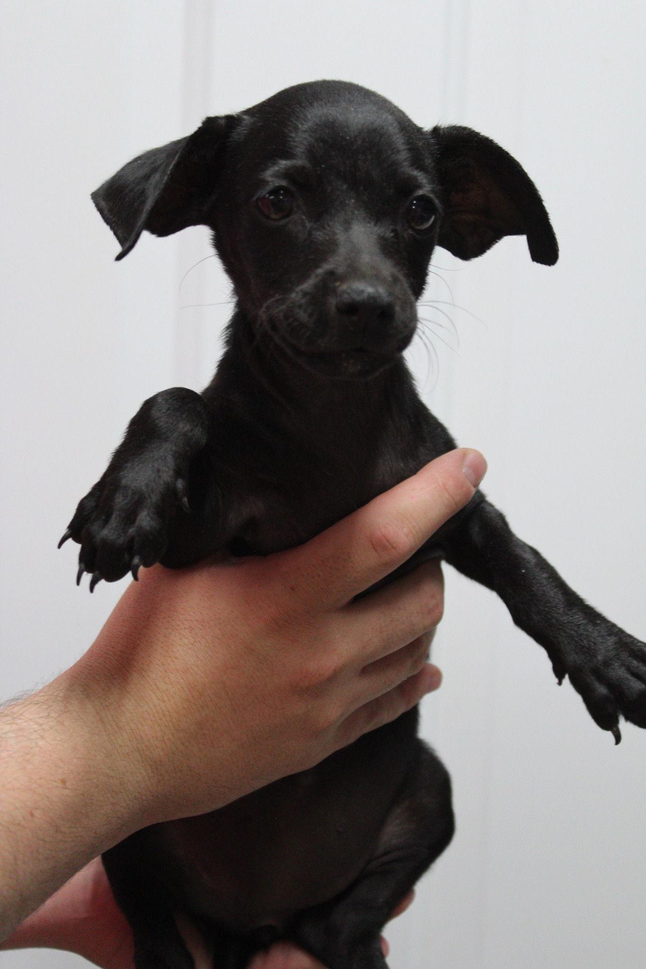 Enlarge Patsy, a Adopted mixed breed in El Centro, CA image 1/1