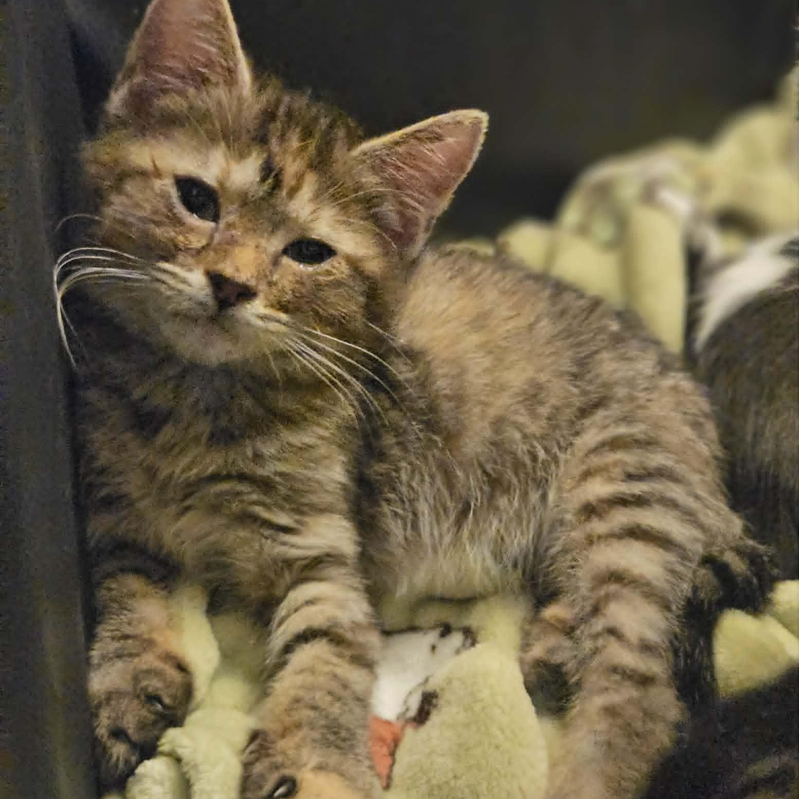 Enlarge Kalani (Bonded with Paloma), a Adoptable Domestic Short Hair in Rochester, NY image 3/3