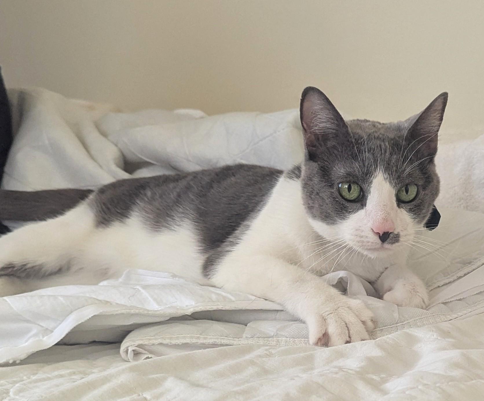 Enlarge Sissy, a Adopted Domestic Short Hair in Monterey, CA image 3/4