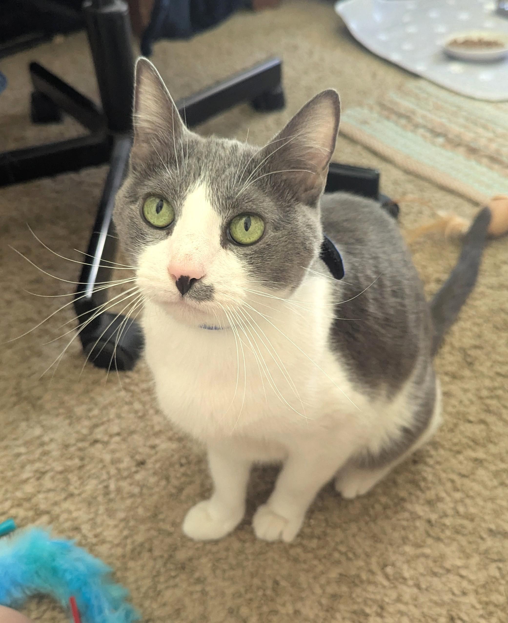 Enlarge Sissy, a Adopted Domestic Short Hair in Monterey, CA image 2/4