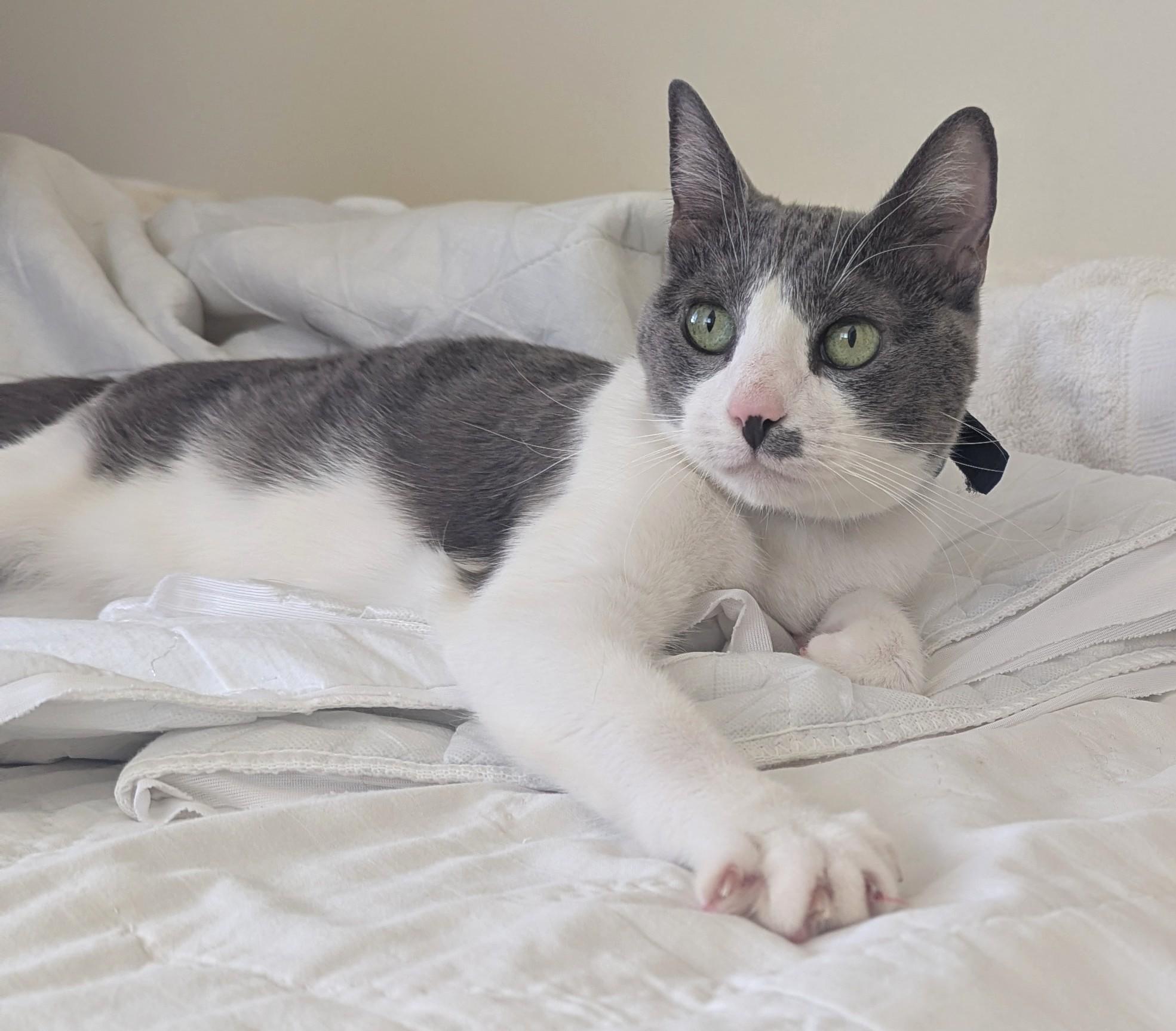 Sissy, Adopted, Senior Female Domestic Short Hair.