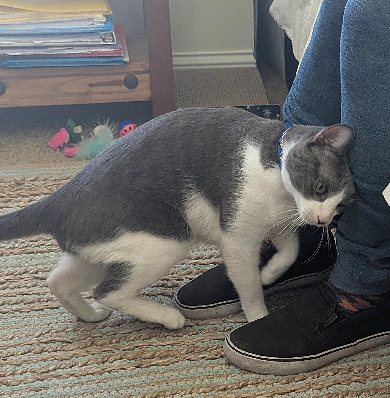 Enlarge Sissy, a Adopted Domestic Short Hair in Monterey, CA image 4/4