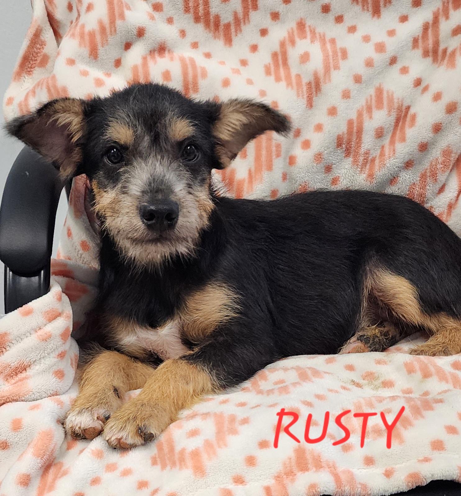 Rusty, an adoptable Aussiedoodle, Corgi in Momence, IL, 60954 | Photo Image 1