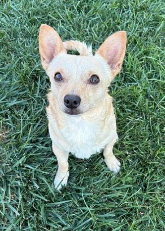 Enlarge Chico, a Adoptable Chihuahua in Seattle, WA image 1/3