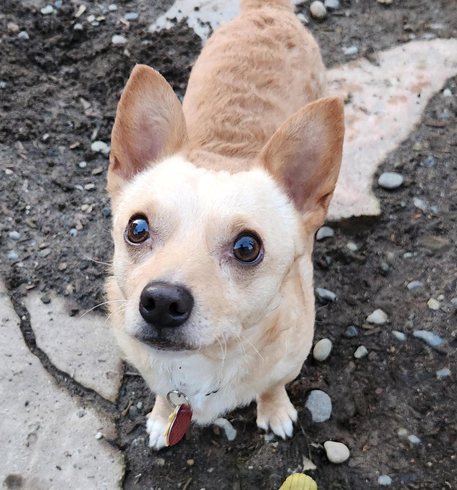 Enlarge Chico, a Adoptable Chihuahua in Seattle, WA image 2/3