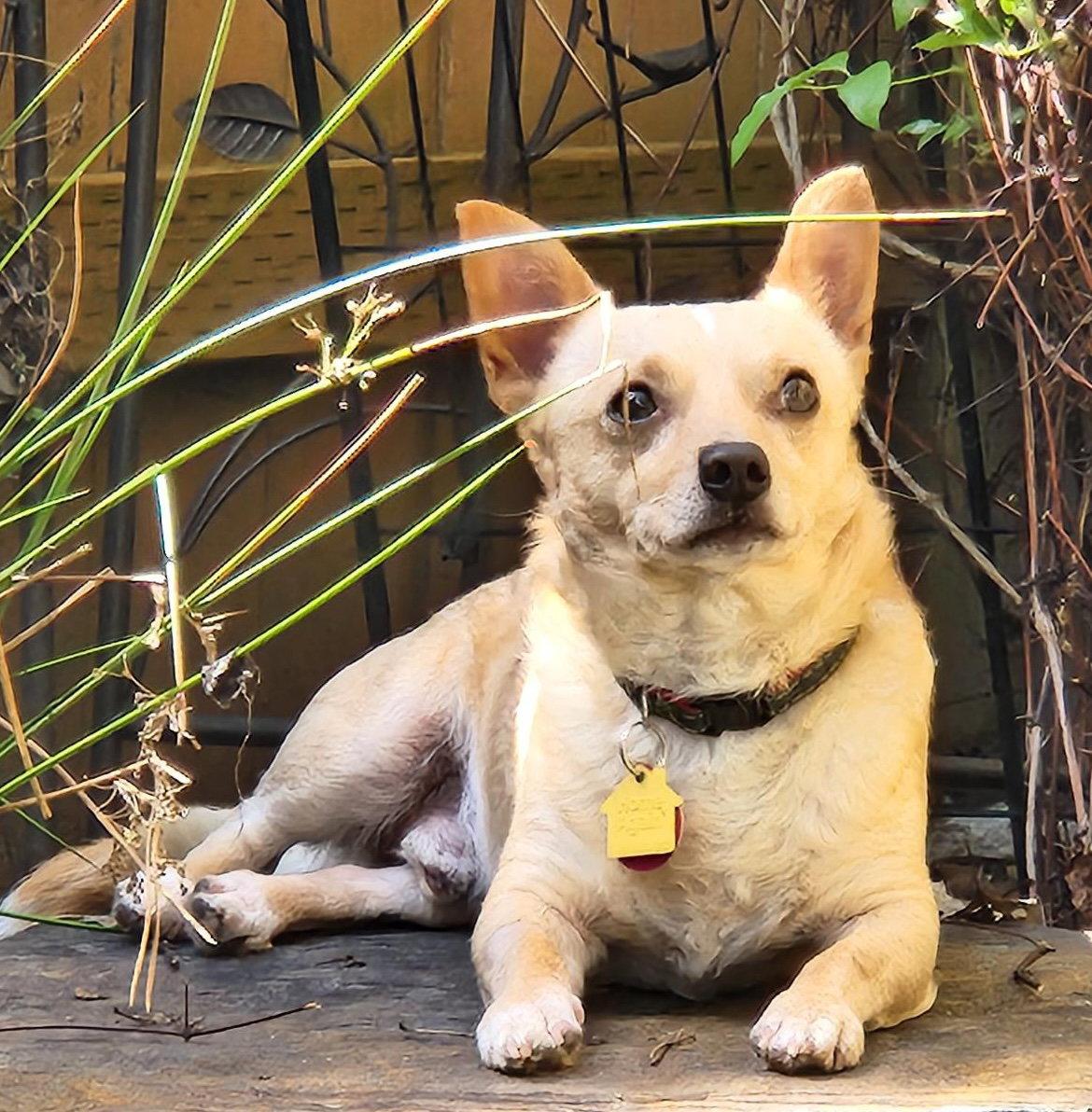 Enlarge Chico, a Adoptable Chihuahua in Seattle, WA image 3/3