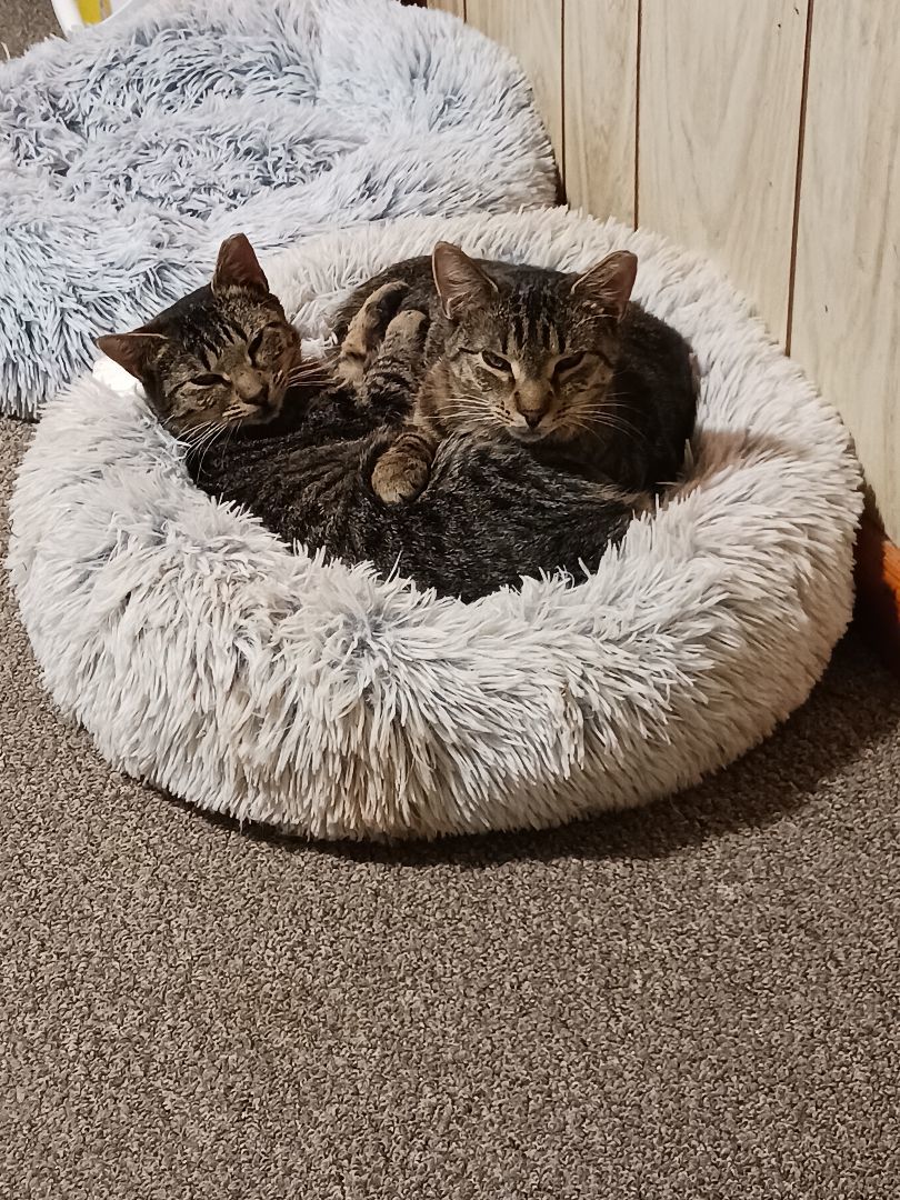 Clay, a Adoptable Domestic Short Hair in Nanticoke, PA image 2/6