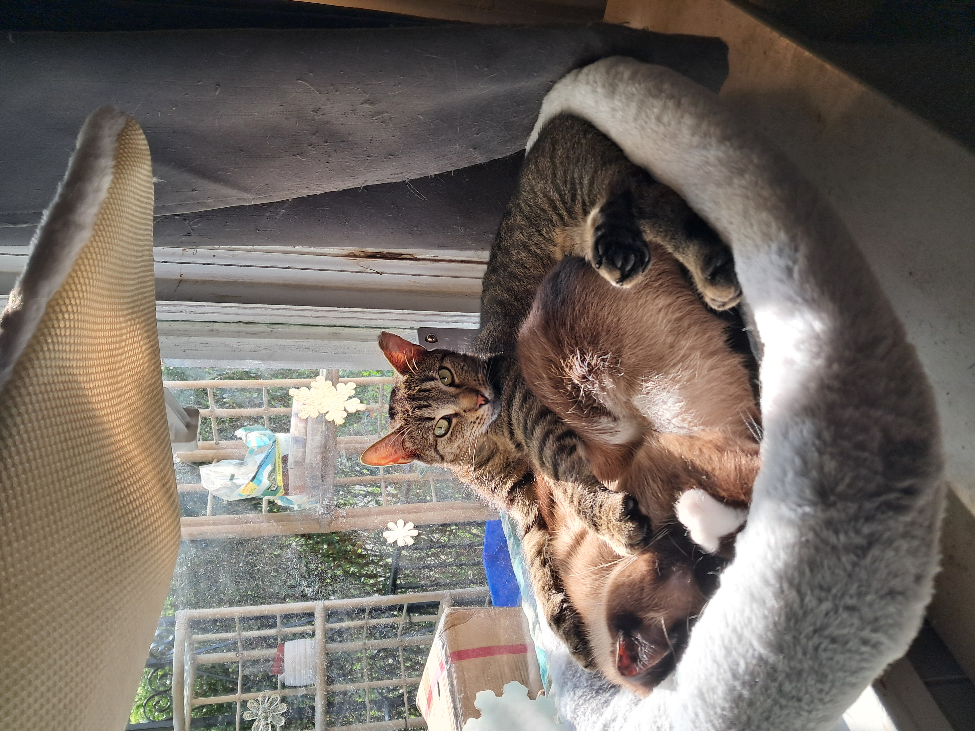 Clay, a Adoptable Domestic Short Hair in Nanticoke, PA image 1/6