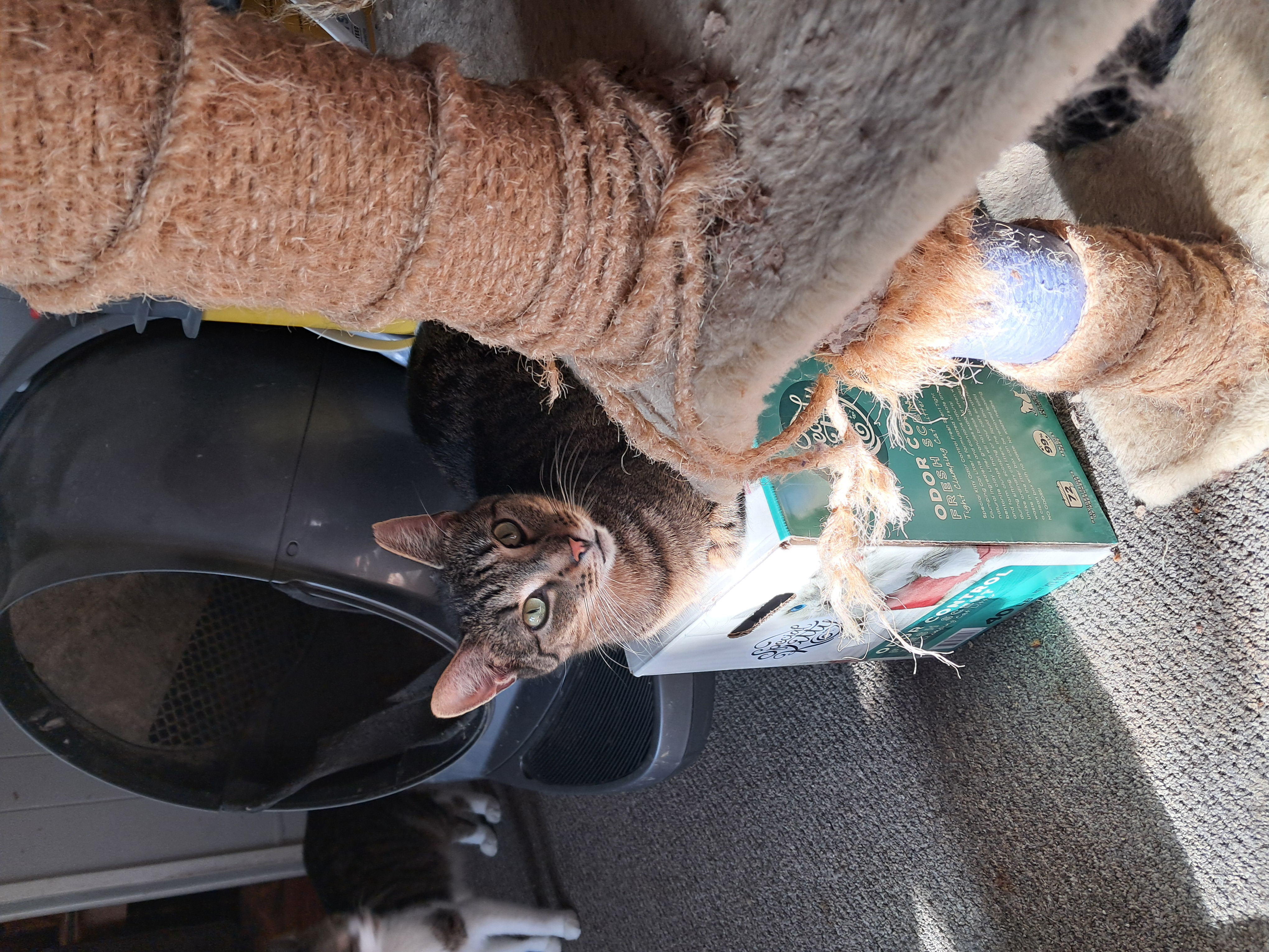 Clay, a Adoptable Domestic Short Hair in Nanticoke, PA image 5/6